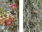 CannonballTree.JPG (237 KB)